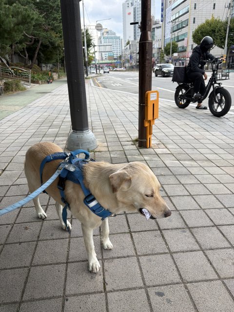 아키